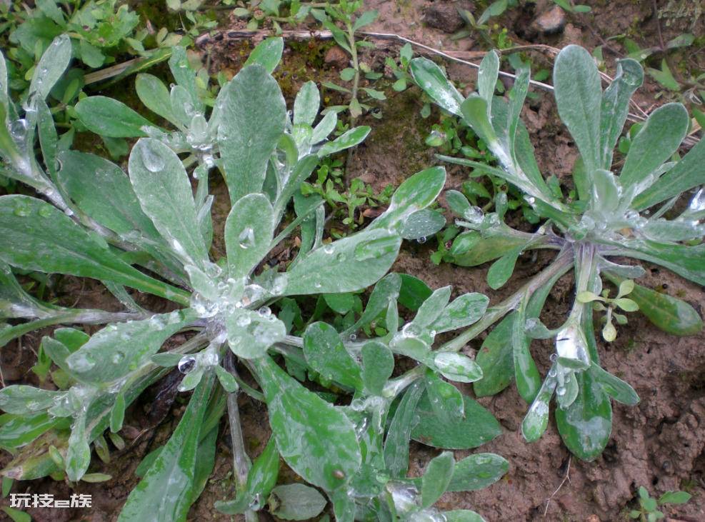农村常见的野菜图片及名称(春天长出来后采摘可食用野菜)-图片8